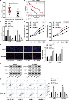 The lncRNA CASC2 Modulates Hepatocellular Carcinoma Cell Sensitivity and Resistance to TRAIL Through Apoptotic and Non-Apoptotic Signaling